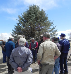 Evergreens have Different Needs